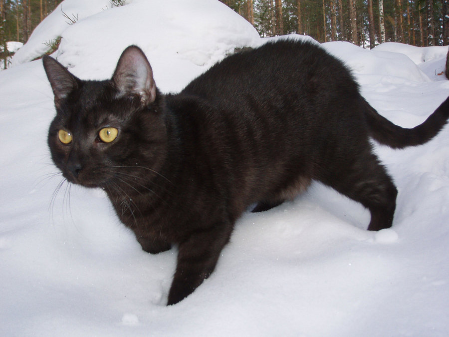 svart-katt-19554.jpg