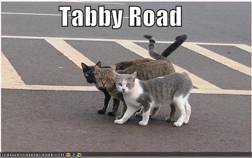 Tabby Road.jpg