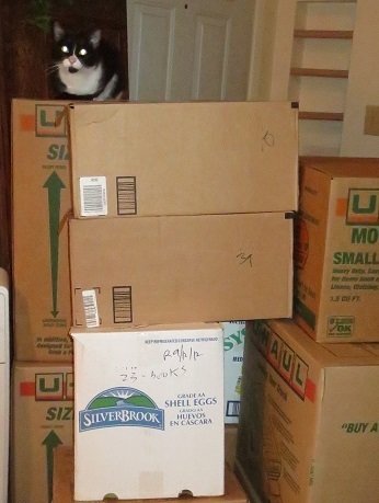 Tabitha on moving boxes.jpg