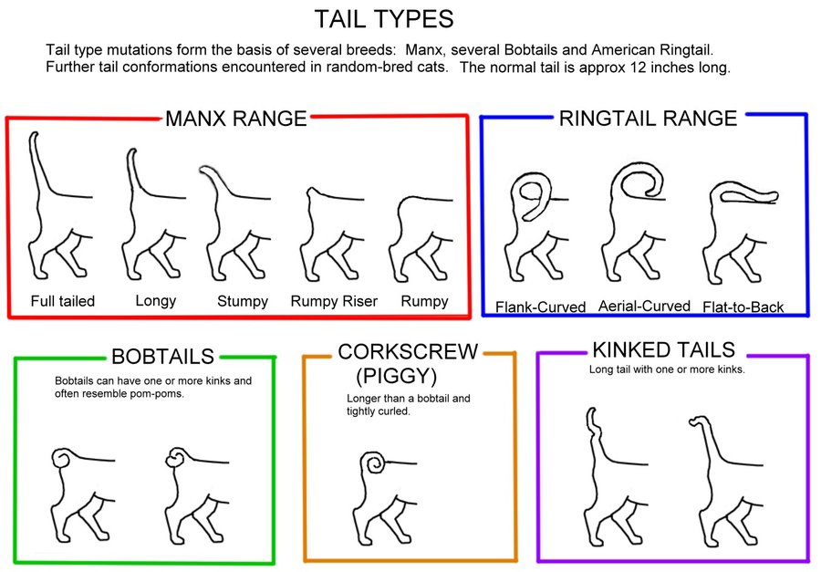 tail-types.jpg