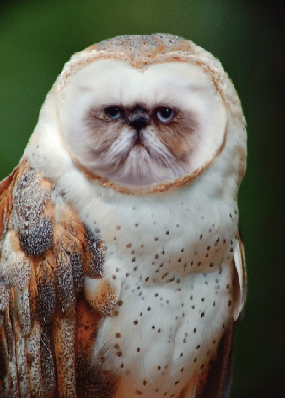 tara ookpik owl.png