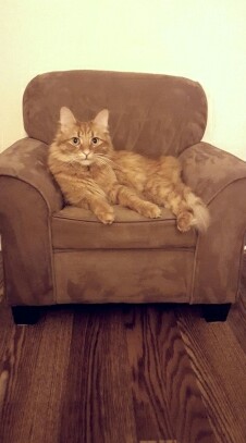 Taz and a new chair.