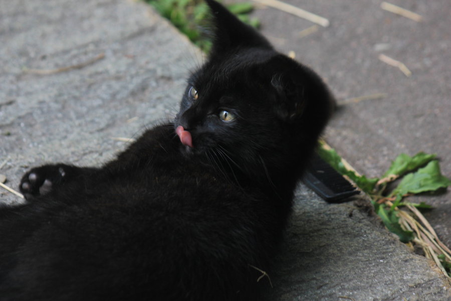 tazriorn_licking_his_nose_by_catbehaviors-d59cayy.