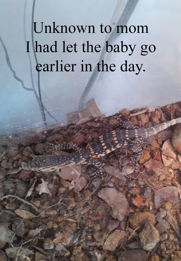 The-Baby-Lizard-13.jpg