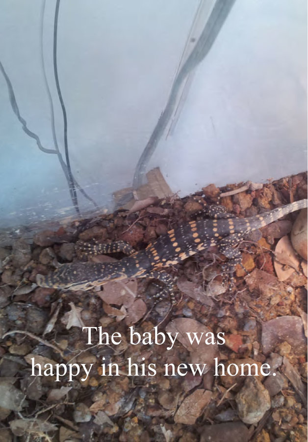 The-Baby-Lizard-5.jpg