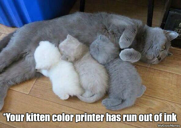 the-kitten-color-printer-ran-out-of-ink-meme.jpg