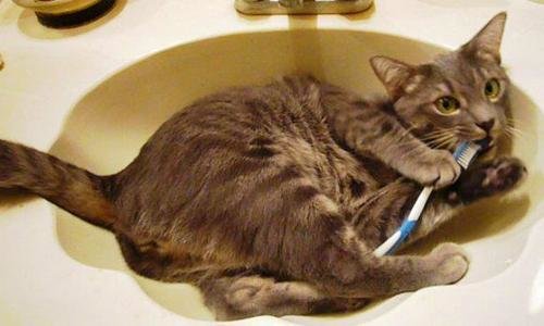 the-world_s-top-10-best-images-of-cats-in-sinks-6.