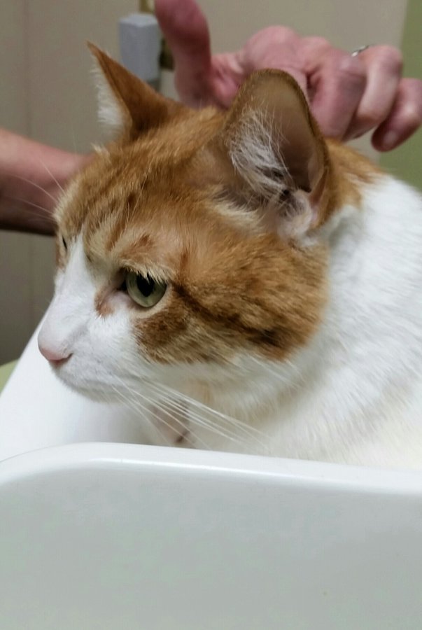 Ticito At the Vet.jpg