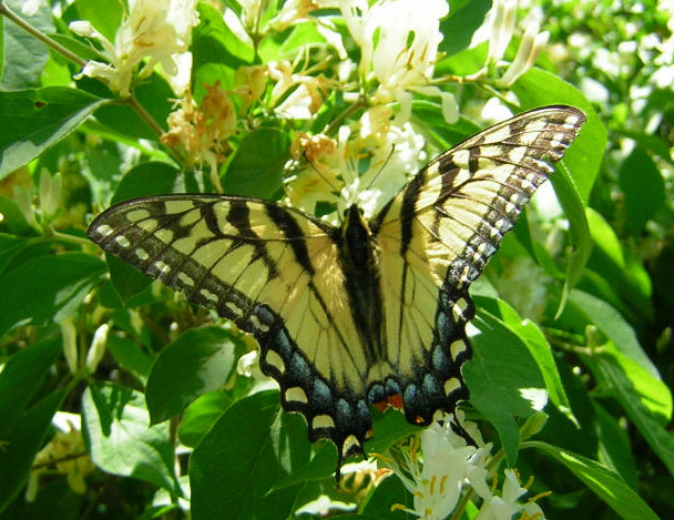 tiger swallowtail honeysuckle.jpg