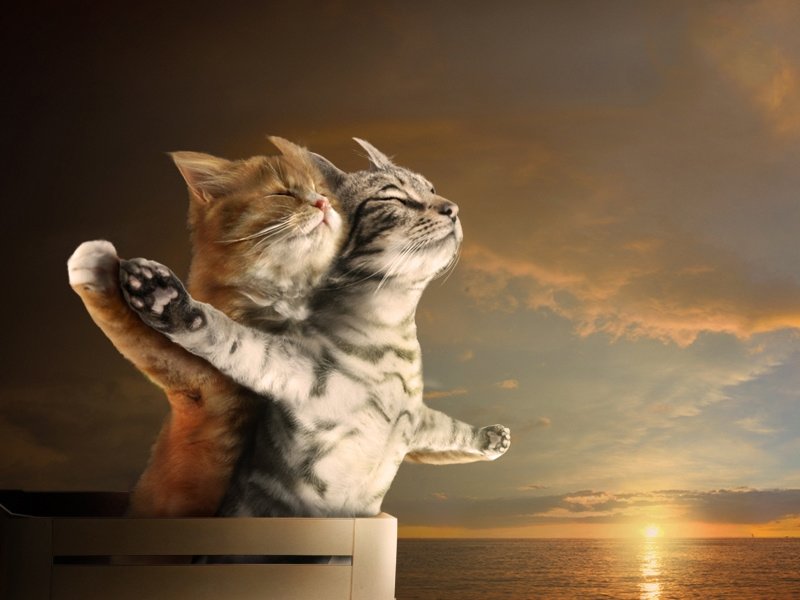 Titanic-Cats.jpg
