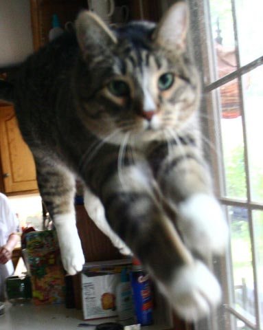 toby flying to his cat tree.jpg