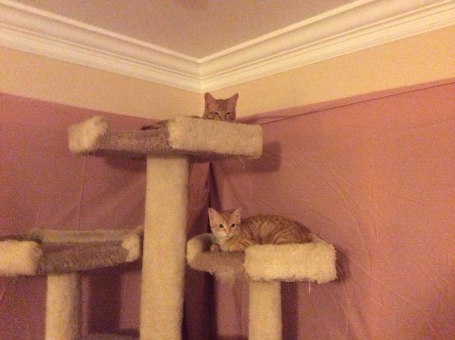 Tom and Jerry in their new home.jpg