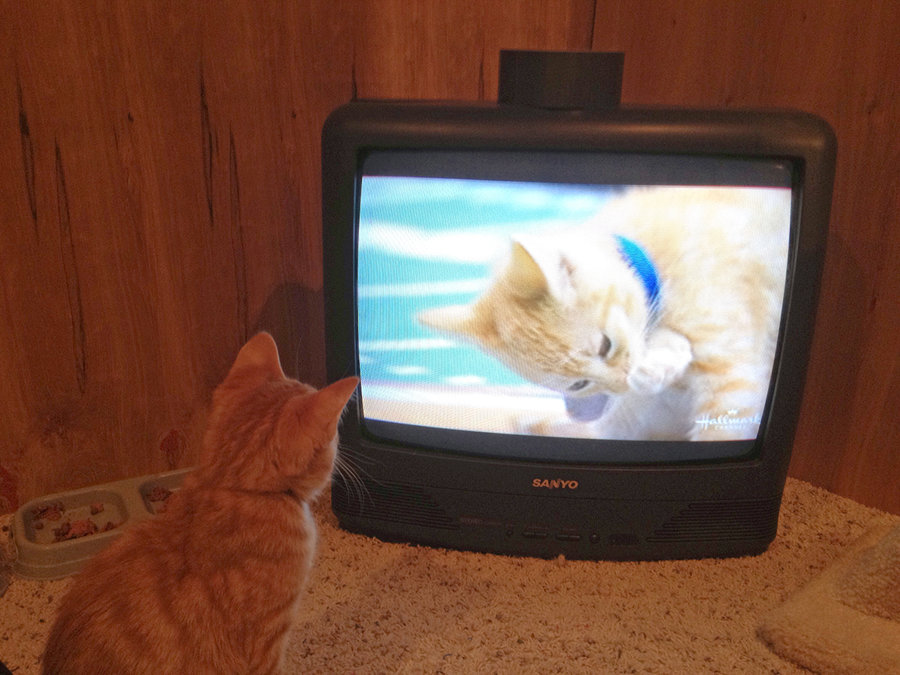 Tom watches Kitten Bowl.jpg