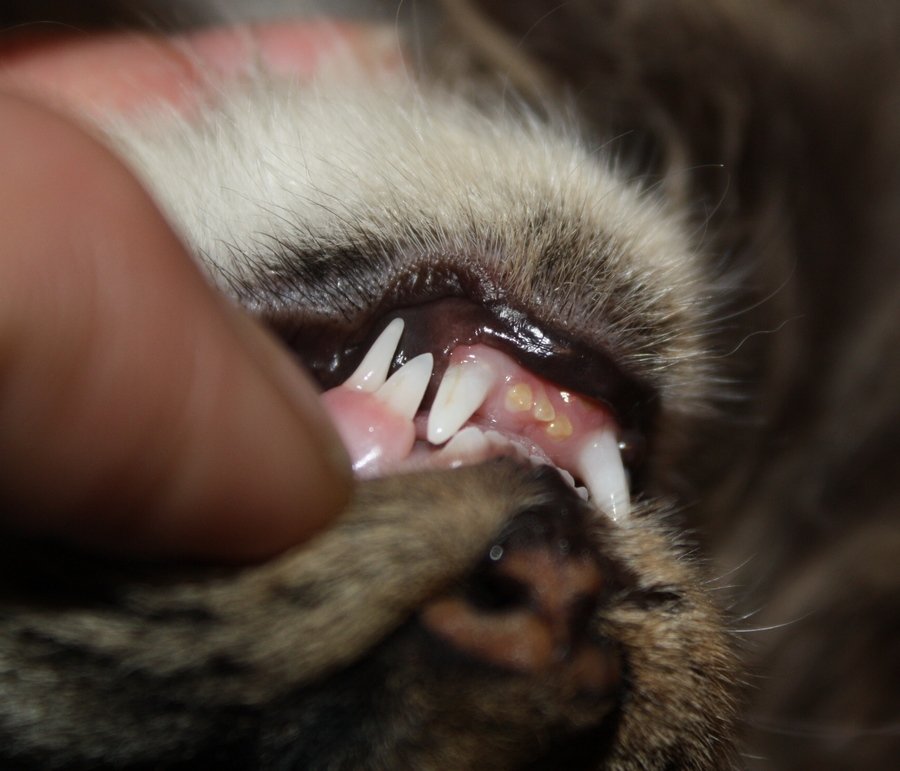 tootie teeth 1.jpg