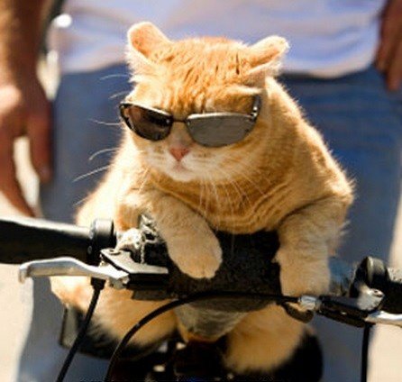 Top-10-Pictures-of-Cats-on-Bicycles-10.jpg?resize=