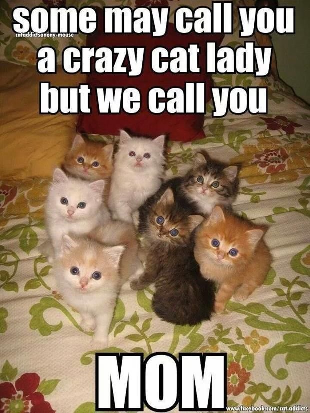 Top-30-Funny-Cat-Memes-Funny-Meme.jpg