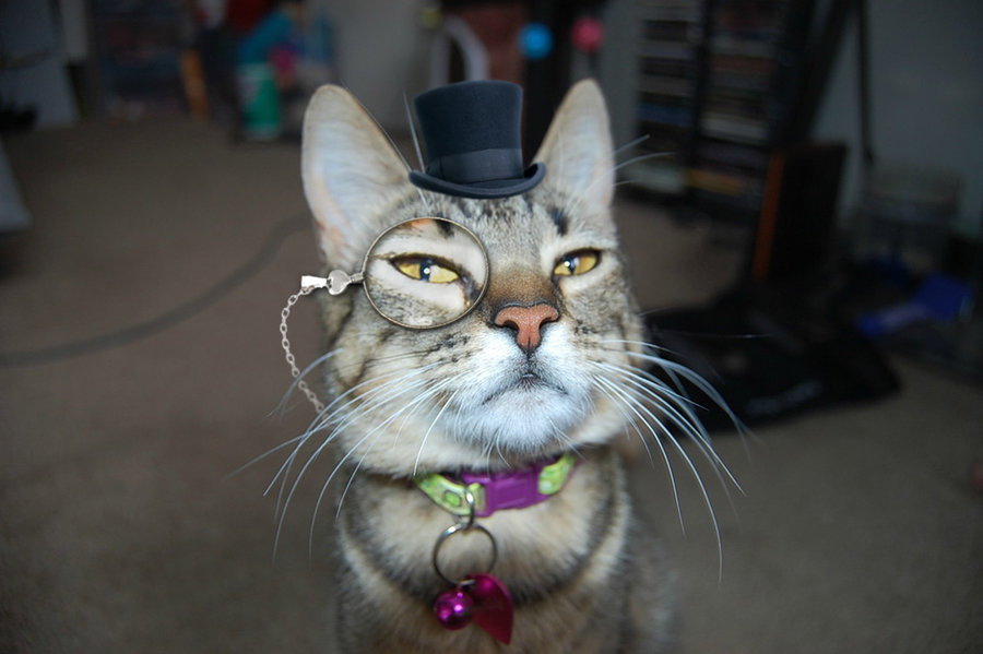 top-hat-with-monocle-cat.jpg