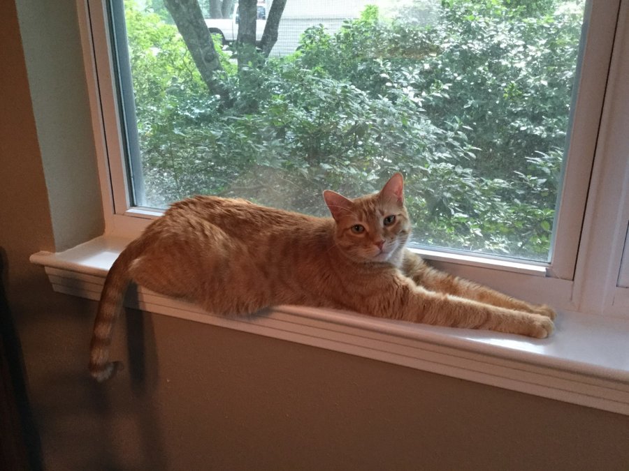 Tucker in Kitchen Window.jpg