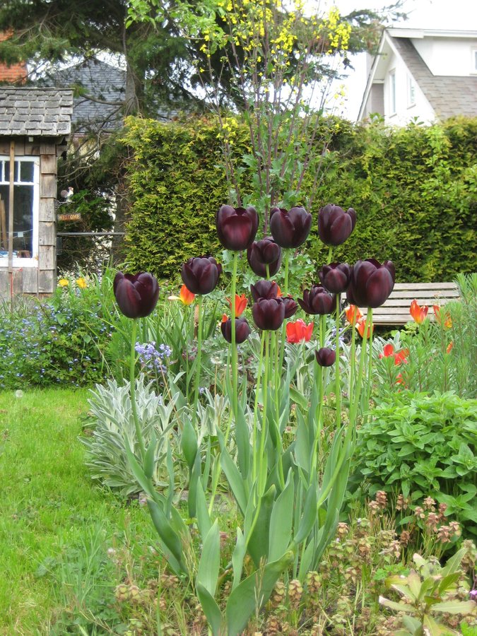 tulips in back yard.jpg
