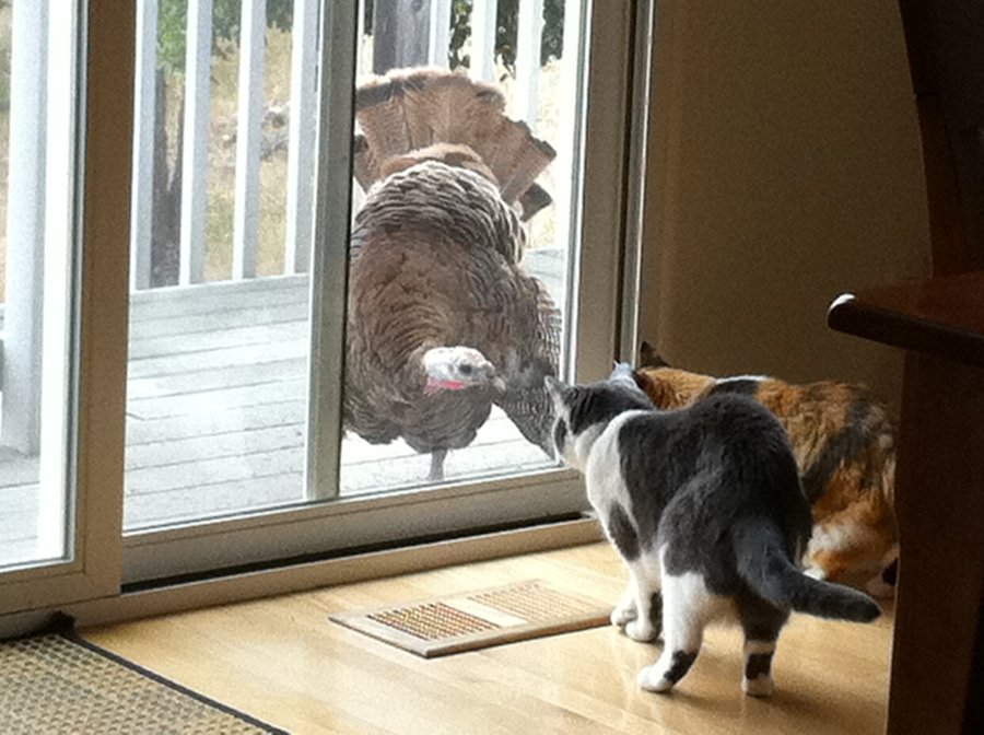 turkey-cats.jpg