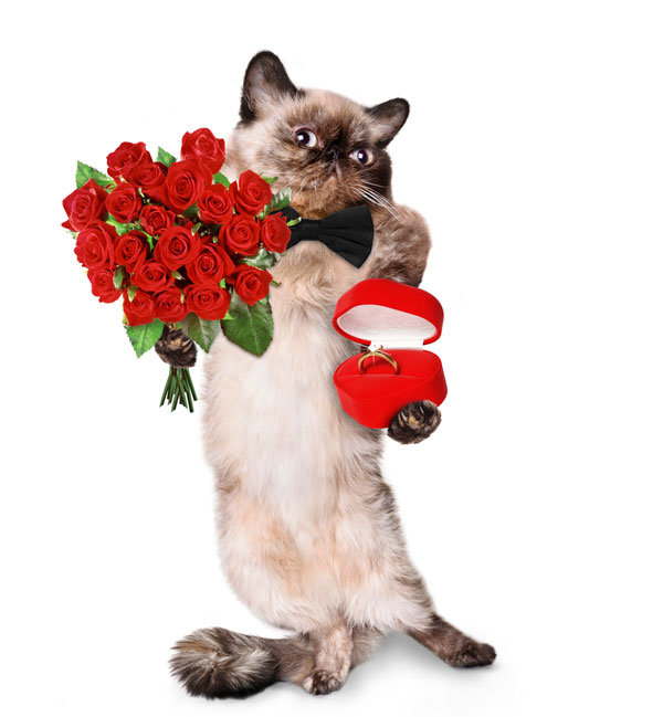 valentines-day-cats-funny-door.jpg