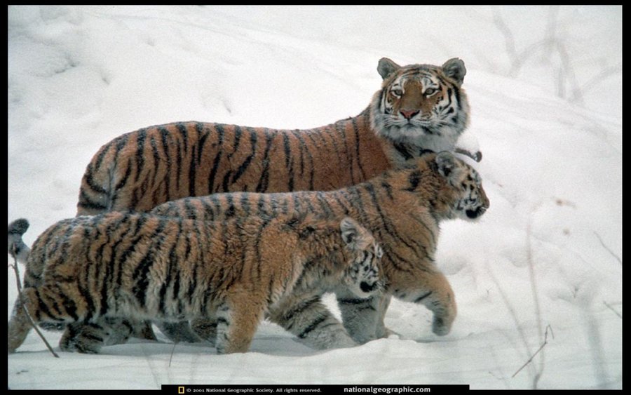 Wallpaper National Geographic - Siberian Tigers (C
