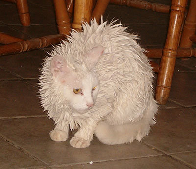 Wellington after shampoo jan07.jpg