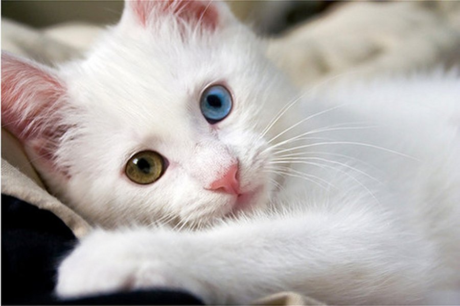 white-cat-with-blue-eye.jpg