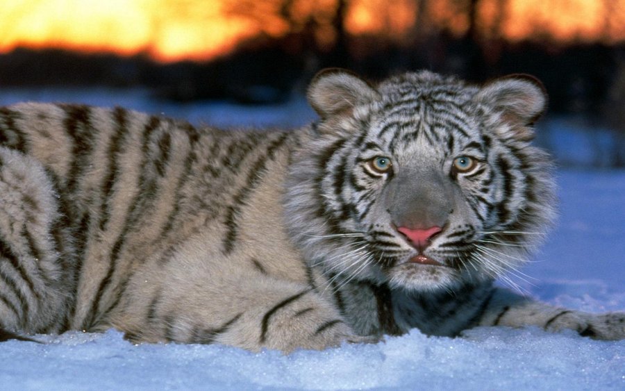 White Tiger Cub (Copy).jpg