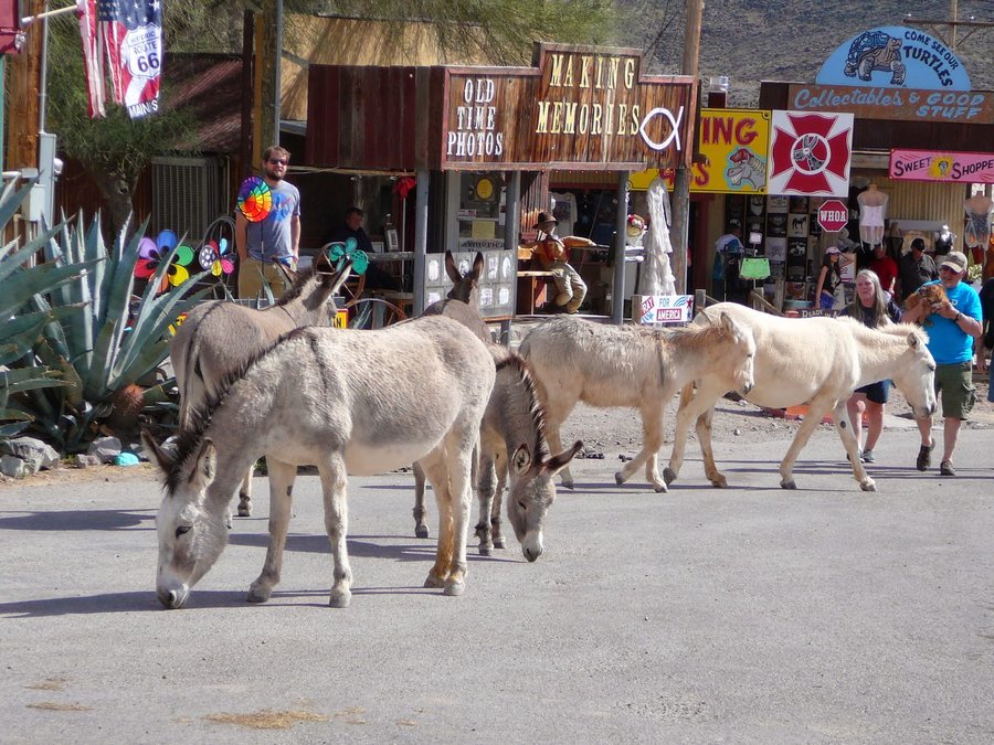 Wild burros of oatman.JPG