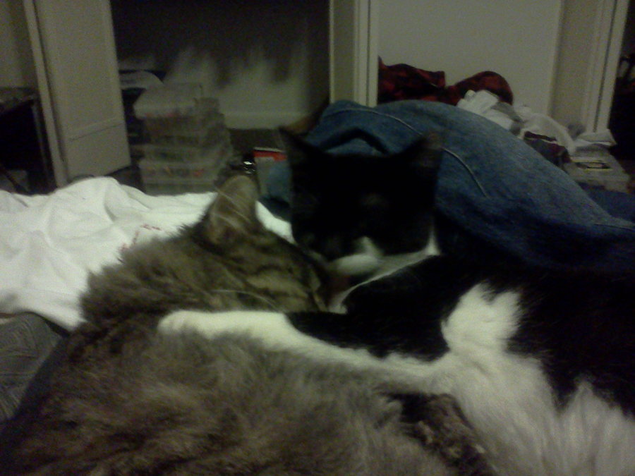 Wren Cuddling with Dolly on my Bed.jpg