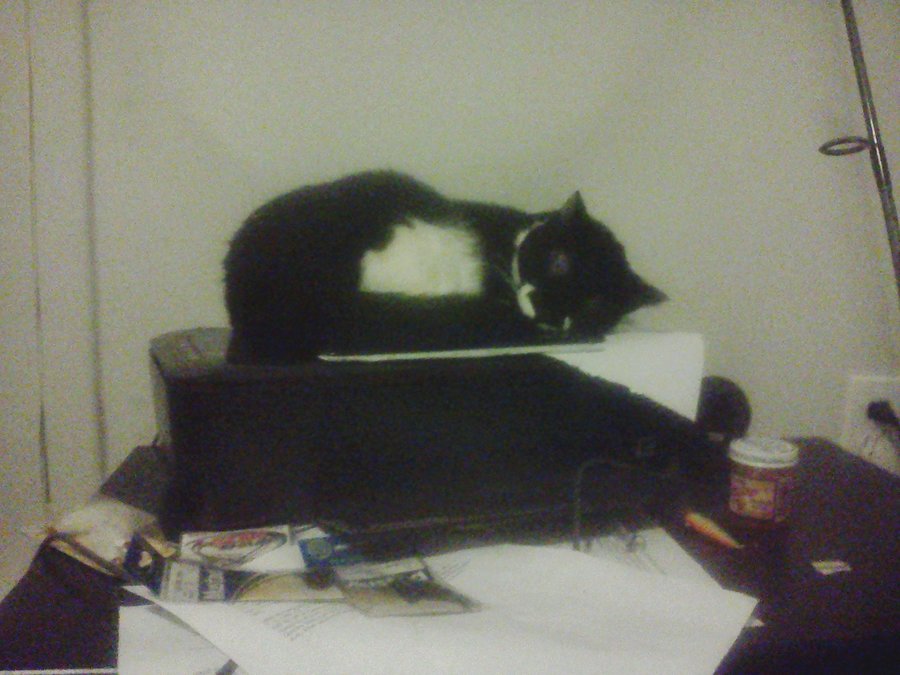 Wren Sleeping on the Printer.jpg
