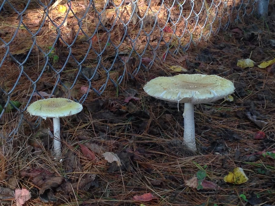 yard mushroom.JPG