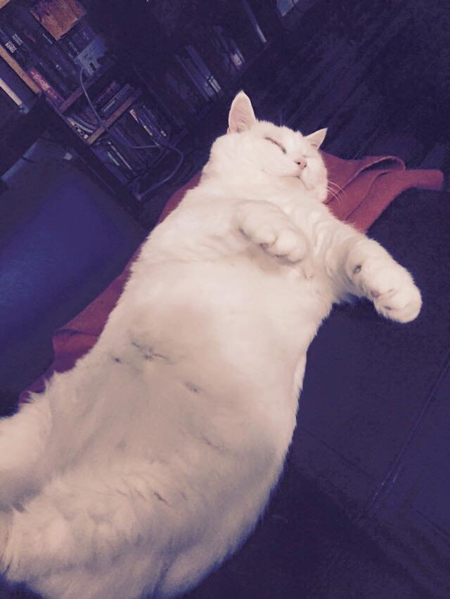 zombie fat cat.jpg